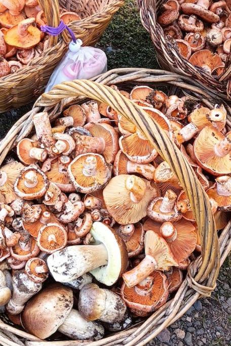 El Niuet De Cal Cacuet, La Teva Escapada Rural. Διαμέρισμα Aviá Εξωτερικό φωτογραφία